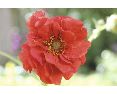 Chilenische Nelkenwurz Flora Self Geum chiloense 'Mrs Bradshaw' H 10-20 cm Co 0,5 L Nahaufnahme einer einzelnen roten Nelkenwurzblüte