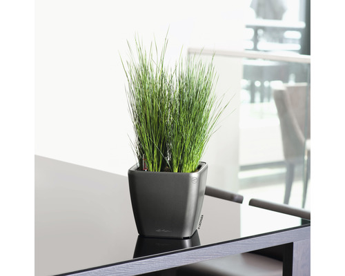 Grasbüschel in einem quadratischen Pflanzgefäß auf einem Tisch