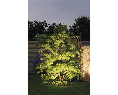 Beleuchteter Baum im Garten bei Nacht.