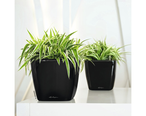 Deux plantes d''intérieur dans des cache-pots noirs.