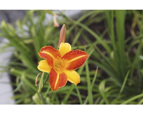 Hémérocalle FloraSelf Hemerocallis-Cultivars 'Frans Hals' h 5-20 cm Co 0,5 l