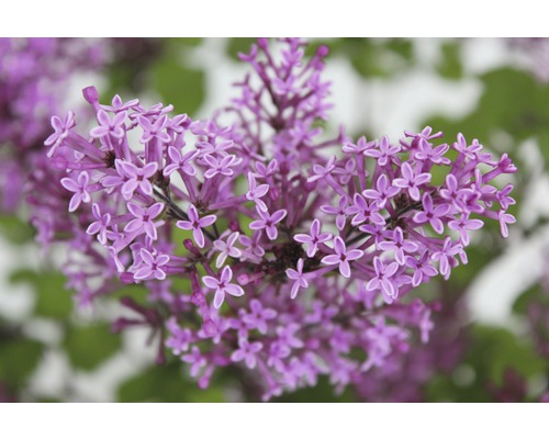 Gros plan de fleurs de lilas violettes