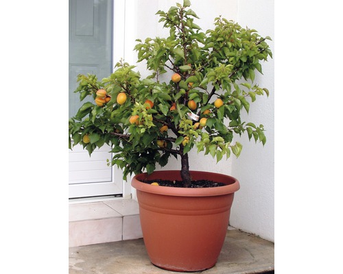 Aprikosenbaum im Topf mit reifen Früchten.