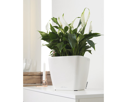 Plante d''intérieur Spathiphyllum dans un pot blanc