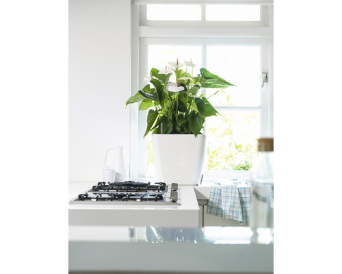 Intérieur avec un anthurium dans un pot blanc sur un plan de travail de cuisine