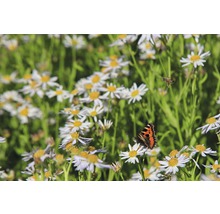 Un champ de marguerites avec un papillon