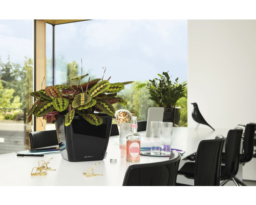 Plante de prière dans un pot noir sur une table