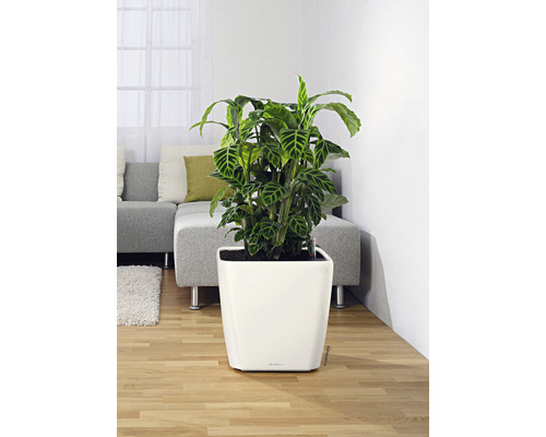 Zimmerpflanze in weissem Pflanzgefäss im Wohnraum