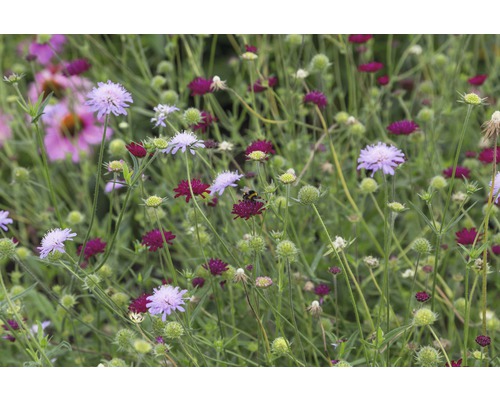 Prairie fleurie avec différentes fleurs de Scabiosa et un bourdon