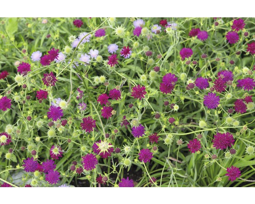 Gros plan sur un semis de sanguisorbe à fleurs pourpres