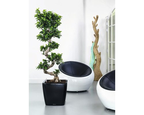 Zimmer mit Bonsai-Baum in schwarzem Topf, zwei Sesseln und Garderobenständer