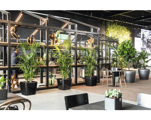 Innenraum mit Pflanzen in Töpfen, Regal und Sitzbereich