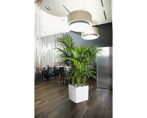 Innenraum mit Kentia Palme in weissem Pflanzgefäss unter Lampen
