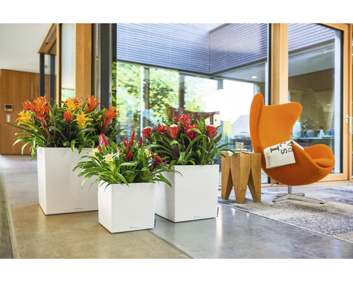 Szene mit drei quadratischen Pflanzgefäßen mit blühenden Bromelien im Innenbereich.
