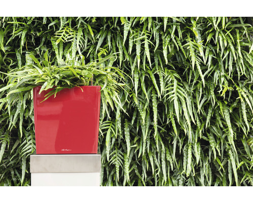 Roter Pflanzkasten mit Farn vor Pflanzenwand