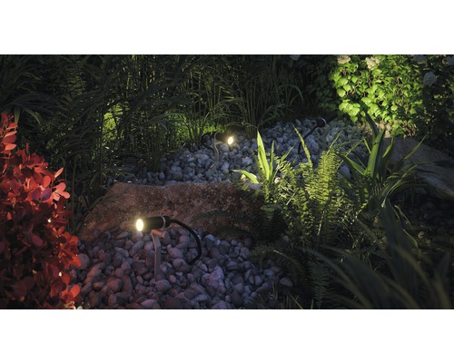 Beleuchteter Garten mit Steinen und verschiedenen Pflanzen.