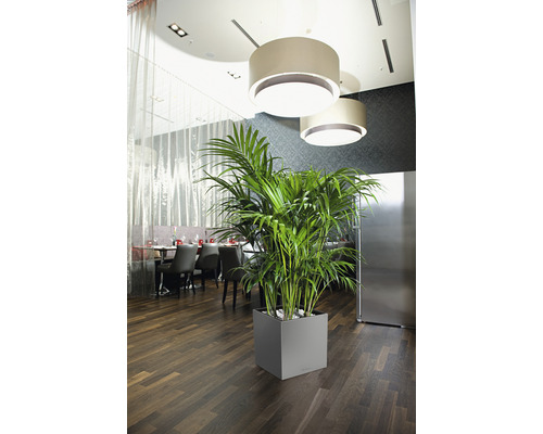 Plante d''intérieur dans un pot carré gris dans une pièce avec des tables