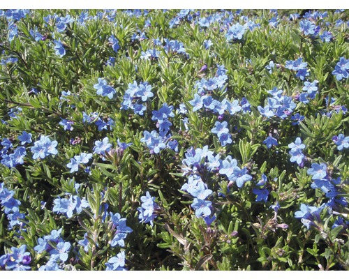 Grémil FloraSelf Lithodora diffusa 'Heavenly Blue' h 5-20 cm Co 0,5 l
