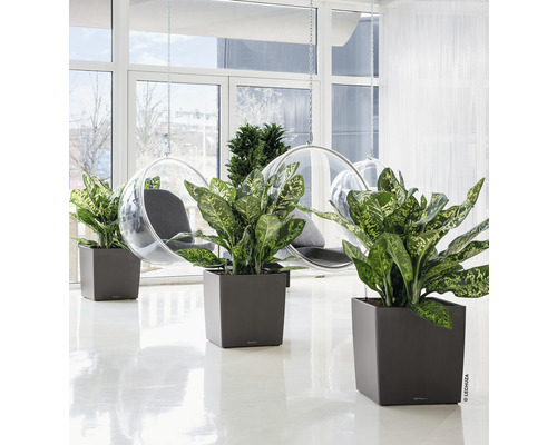 Intérieur avec plantes en pots carrés et fauteuils suspendus