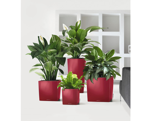 Diverses plantes d''intérieur dans des pots de différentes tailles