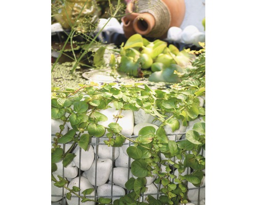 Scène de jardin décorative avec mur en gabion, plantes aquatiques et amphore en terre cuite.