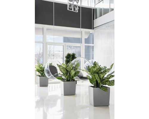 Helles Interieur mit Pflanzen in Pflanzgefäßen und Hängesesseln.