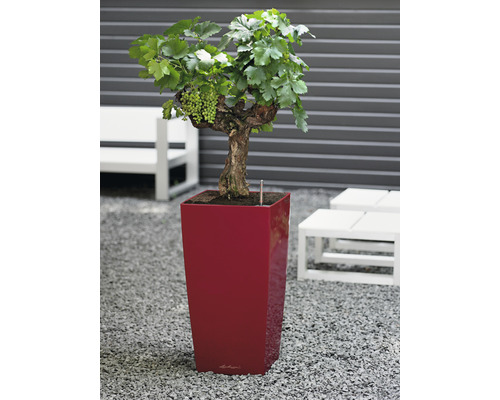 Weinrebe mit grünen Trauben im Pflanzgefäss für den Garten