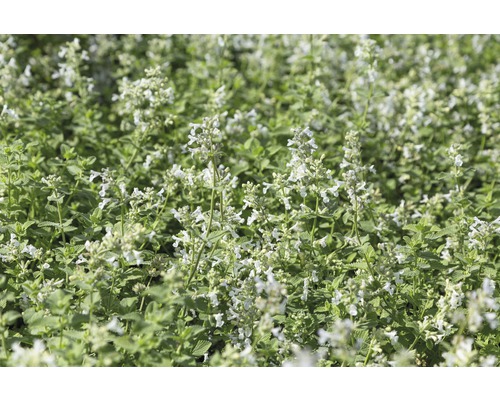 Herbe aux chats FloraSelf Nepeta x faassenii 'Snowflake' h 5-30 cm Co 0,5 l