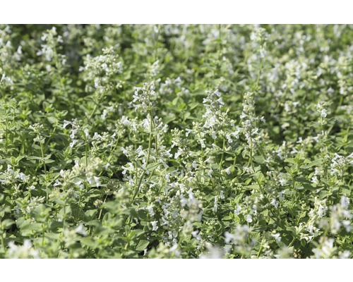 Herbe aux chats FloraSelf Nepeta x faassenii 'Snowflake' h 5-30 cm Co 0,5 l Gros plan de cataire fleurie dans le jardin