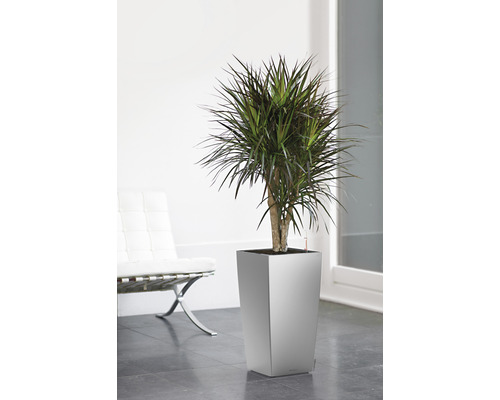 Dragonnier dans un bac à plantes dans une pièce lumineuse