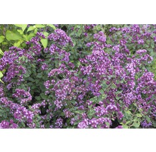 Origan en fleurs dans le jardin