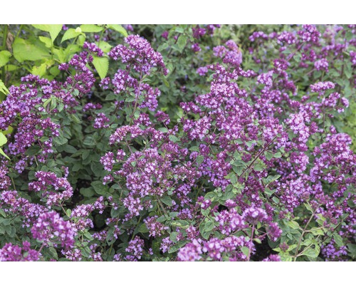 Blüten-Dost, Heidegünsel FloraSelf Origanum-Cultivars 'Rosen Kuppel' H 5-20 cm Co 0,5 L Blüten-Dost, Heidegünsel FloraSelf Origanum-Cultivars 'Rosen Kuppel' H 5-20 cm Co 0,5 L