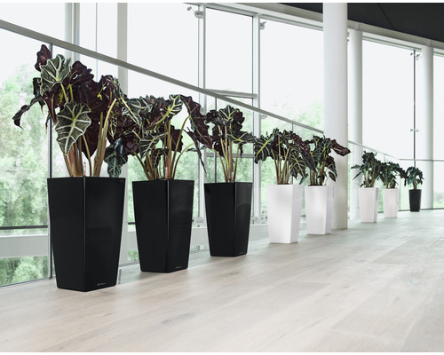 Reihe von Zimmerpflanzen in schwarzen und weißen Pflanzgefäßen vor einem großen Fenster