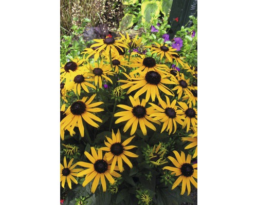 Fleurs de rudbeckia jaunes dans une plate-bande