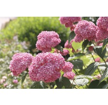 Ballhortensie 'Pink Annabelle' FloraSelf Hydrangea arborescens 'Pink Annabelle' H 15-30 cm Co 3 L-thumb-0