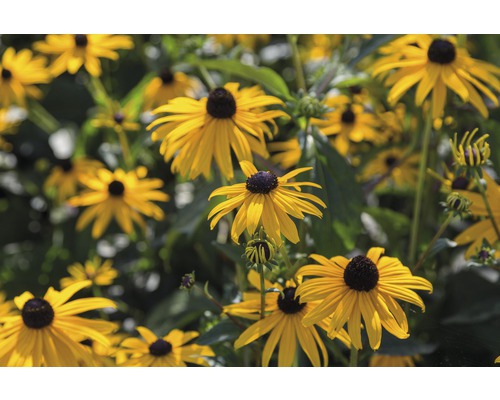 Groupe de fleurs Rudbeckia dans le jardin.
