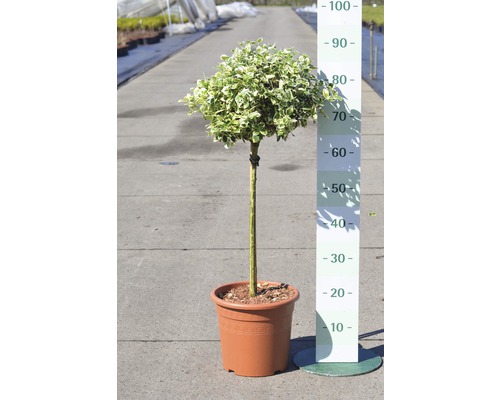 Weissbunte Kriechspindel Stämmchen FloraSelf Euonymus fortunei 'Emerald Gaiety' Halbstamm 40 cm H 60-80 cm Co 6 L