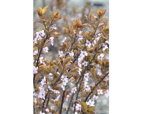 Arbuste d''ornement en fleurs dans le jardin