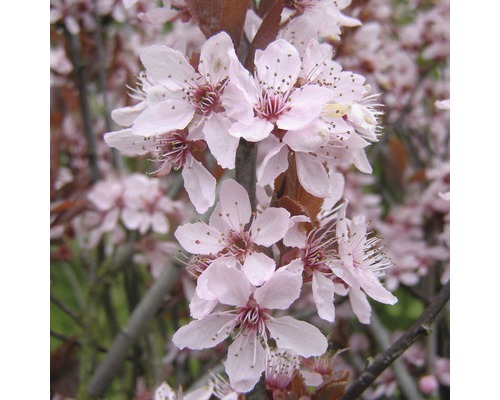 Gros plan sur des fleurs de cerisier d''ornement