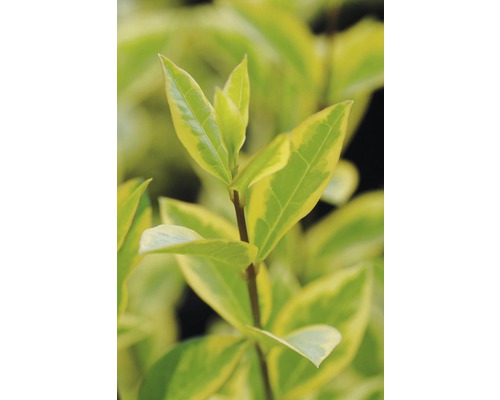 Feuilles d''une plante de haie