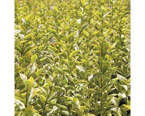 L''image montre une haie de troènes.