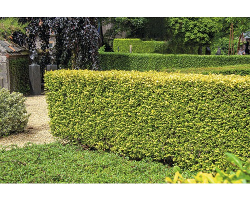 Troène de Californie XXL FloraSelf Ligustrum ovalifolium 'Aureum' h 100-125 cm Co 15 l