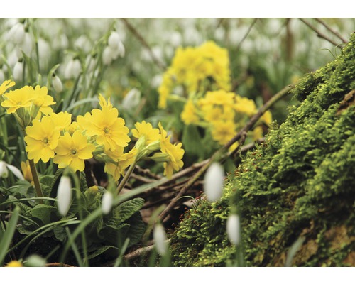Primevères jaunes et perce-neige dans le jardin.