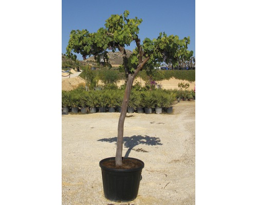 Vigne en pot pour le jardin