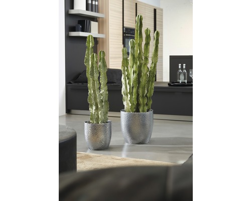 Deux cactus Euphorbia dans des pots argentés dans un salon