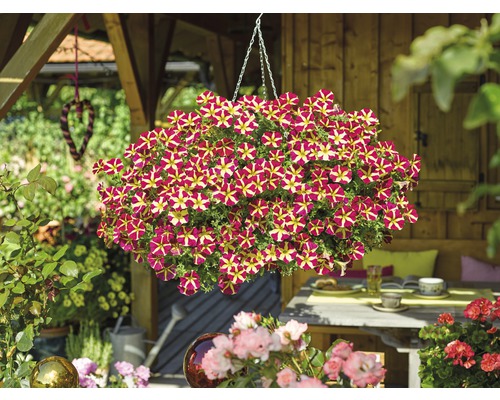 Pétunias retombants dans un arrangement de suspension florale dans le jardin