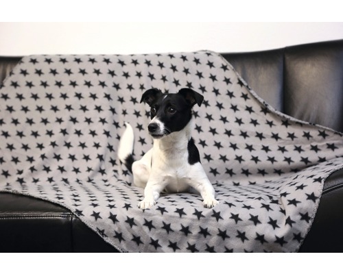 Hund sitzt auf einer Couch mit Sternendecke