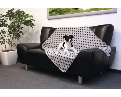 Hund liegt auf einem schwarzen Ledersofa mit einer grauen Decke mit Sternenmuster.