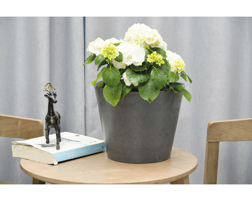 Hortensia blanc décoratif en pot sur une table d''appoint