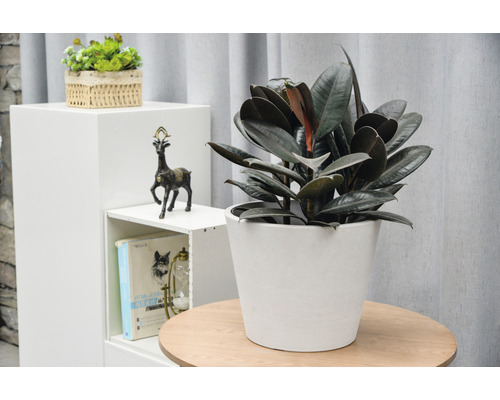 Zimmerpflanze Gummibaum im Topf auf einem Tisch